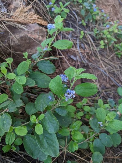 Ceanothus diversifolius, photographed by Trevor Van Loon