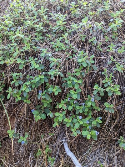 Ceanothus diversifolius, photographed by Trevor Van Loon