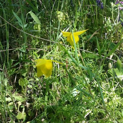 Calochortus amabilis, photographed by Alex