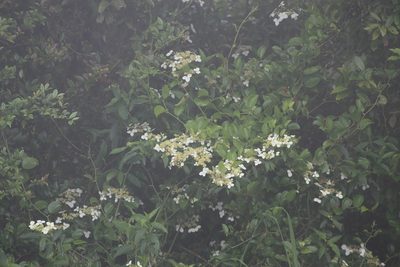 Hydrangea chinensis, photographed by 胡正恆(Jackson Hu)