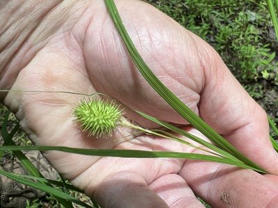 Carex squarrosa, photographed by Mark Richman