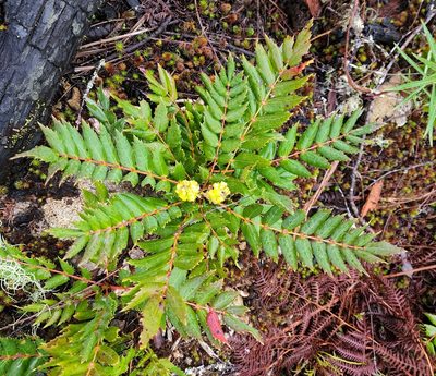 Berberis nervosa, photographed by Lyrae