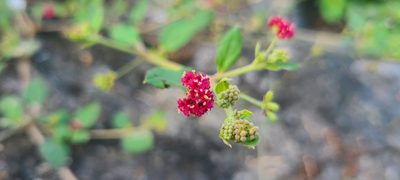 Boerhavia coccinea