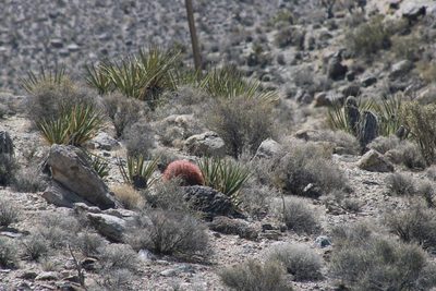 Ferocactus acanthodes, photographed by Wendy St. John