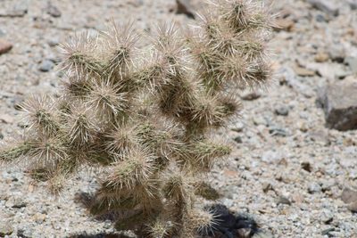 Cylindropuntia echinocarpa, photographed by Wendy St. John