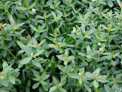 Alternanthera philoxeroides, photographed by 胡正恆(Jackson Hu)