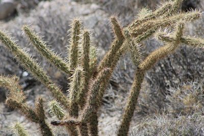 Cylindropuntia acanthocarpa, photographed by Wendy St. John