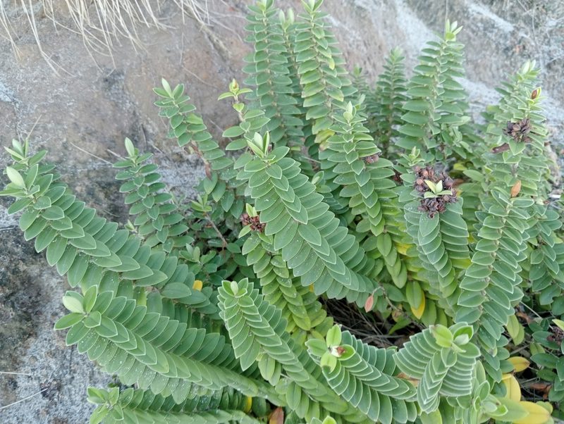 Veronica elliptica, photographed by John Barkla