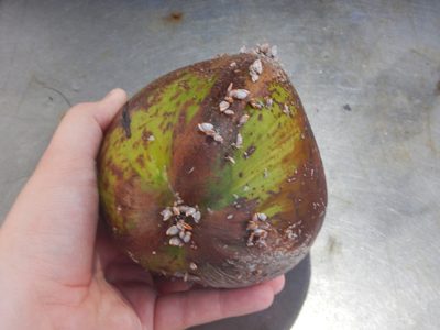 Cocos nucifera