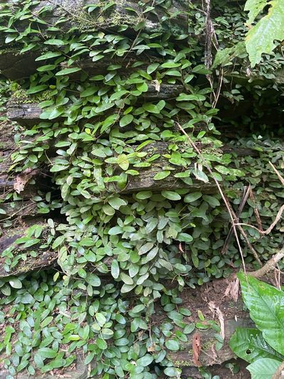 Ficus punctata, photographed by Forest Botial-Jarvis
