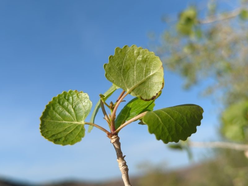 Populus fremontii, photographed by Alan Rockefeller