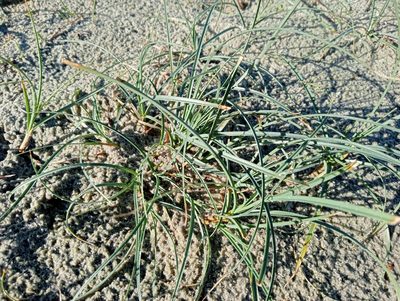 Carex pumila, photographed by John Barkla