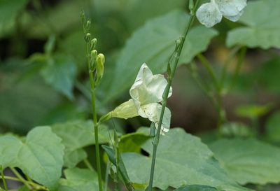 Asystasia gangetica, photographed by Forest Botial-Jarvis