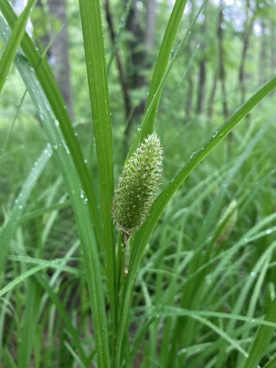 Carex typhina, photographed by askalotl