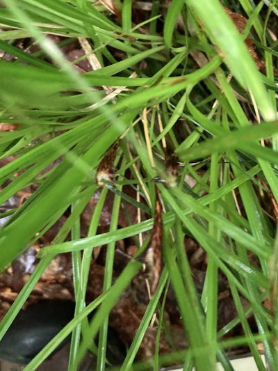 Carex picta, photographed by askalotl