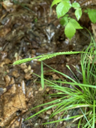 Carex virescens, photographed by askalotl