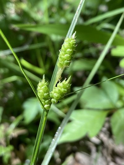 Carex hirsutella, photographed by askalotl