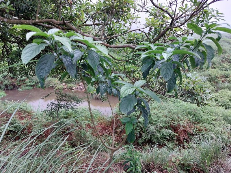 Clerodendrum cyrtophyllum, photographed by 胡正恆(Jackson Hu)