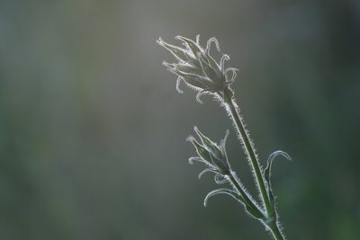 Silene noctiflora, photographed by Liubov Ilminska