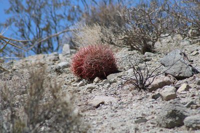 Ferocactus acanthodes, photographed by Wendy St. John