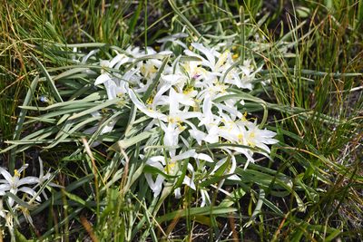Leucocrinum montanum, photographed by Trevor Van Loon