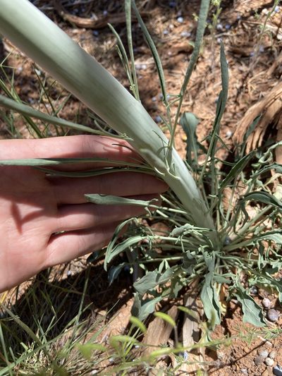 Streptanthus crassicaulis, photographed by Grant Chovil