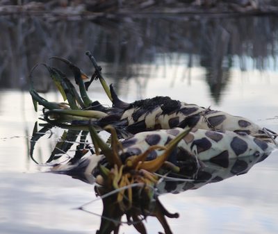 Nuphar variegata, photographed by Sean Frey