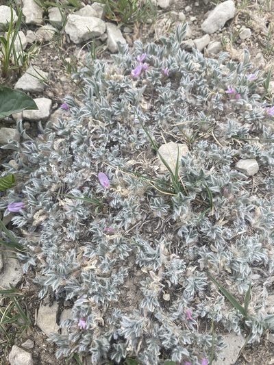 Astragalus tridactylicus, photographed by marek