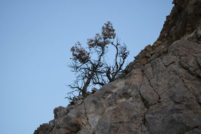 Atriplex hymenelytra, photographed by Wendy St. John