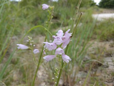 Physostegia angustifolia, photographed by Cleveland Powell