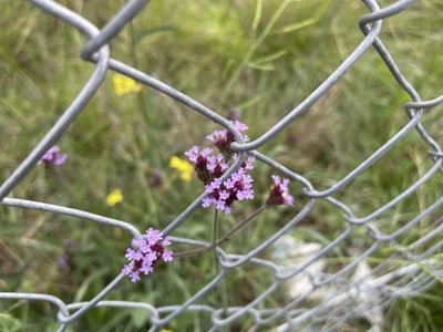 Verbena bonariensis, photographed by Dylan Wishart
