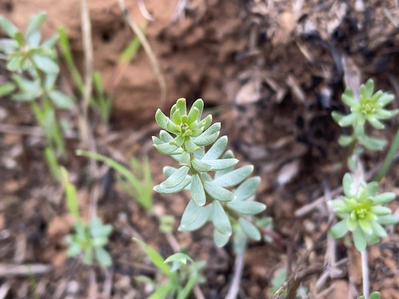 Stackhousia subterranea, photographed by Dylan Wishart