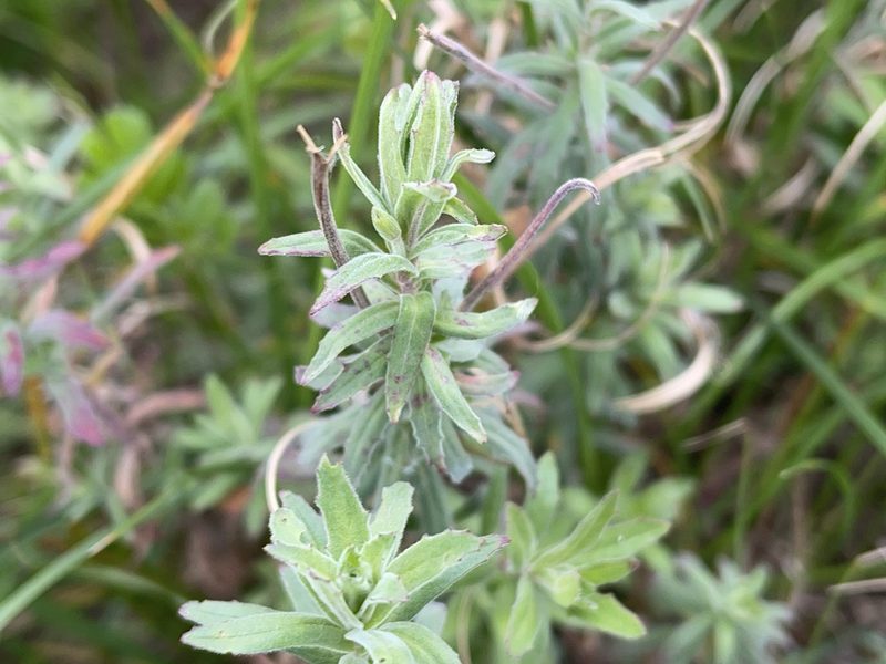 Epilobium hirtigerum, photographed by Dylan Wishart