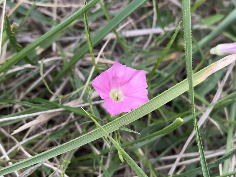 Convolvulus angustissimus, photographed by Dylan Wishart