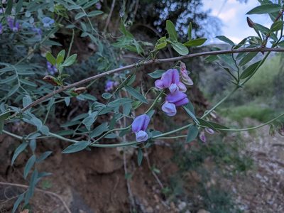 Lathyrus vestitus, photographed by sdash