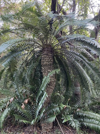 Encephalartos natalensis, photographed by Jean-Paul Boerekamps