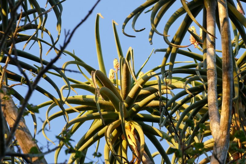 Aloidendron barberae, photographed by Jean-Paul Boerekamps