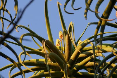 Aloidendron barberae, photographed by Jean-Paul Boerekamps