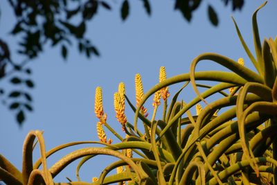 Aloidendron barberae, photographed by Jean-Paul Boerekamps
