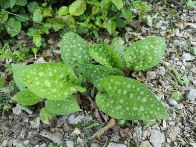 Pulmonaria officinalis, photographed by Jens-Christian Svenning