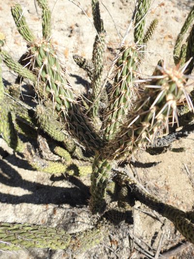 Cylindropuntia californica, photographed by James M. Maley