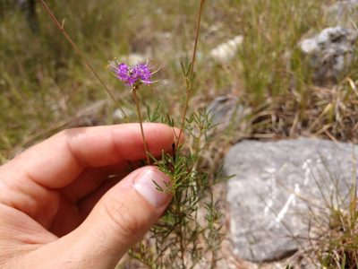 Dalea tenuis, photographed by Cleveland Powell