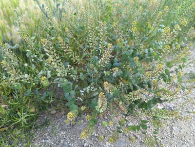 Lepidium perfoliatum, photographed by Alan Rockefeller