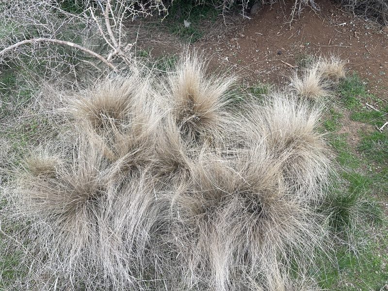 Nassella trichotoma, photographed by Dylan Wishart