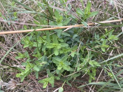 Hypericum gramineum, photographed by Dylan Wishart
