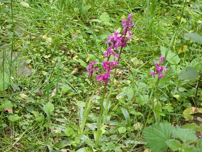 Orchis mascula, photographed by John Lyden