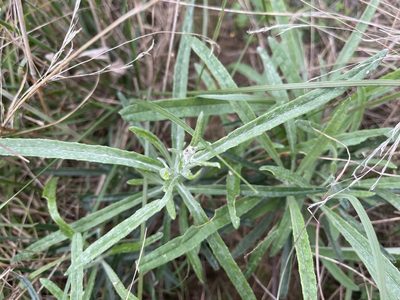 Senecio quadridentatus, photographed by Dylan Wishart