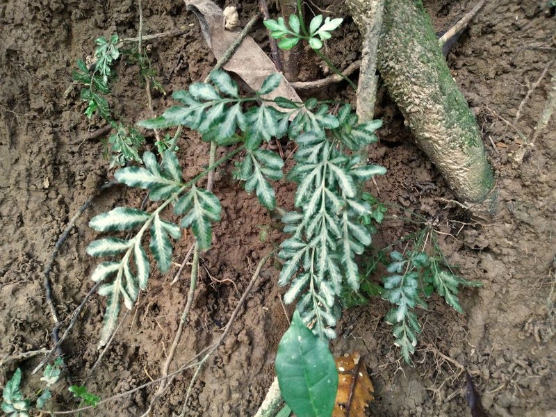 Pteris ensiformis, photographed by Steve Fitzgerald