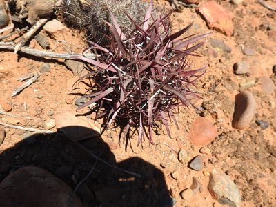 Ferocactus gracilis, photographed by James M. Maley