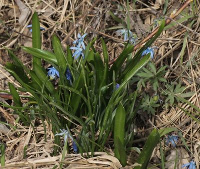 Scilla siberica, photographed by ll r Ирина